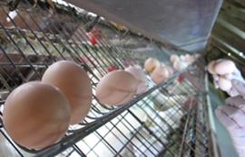 株式会社 竹内養鶏場